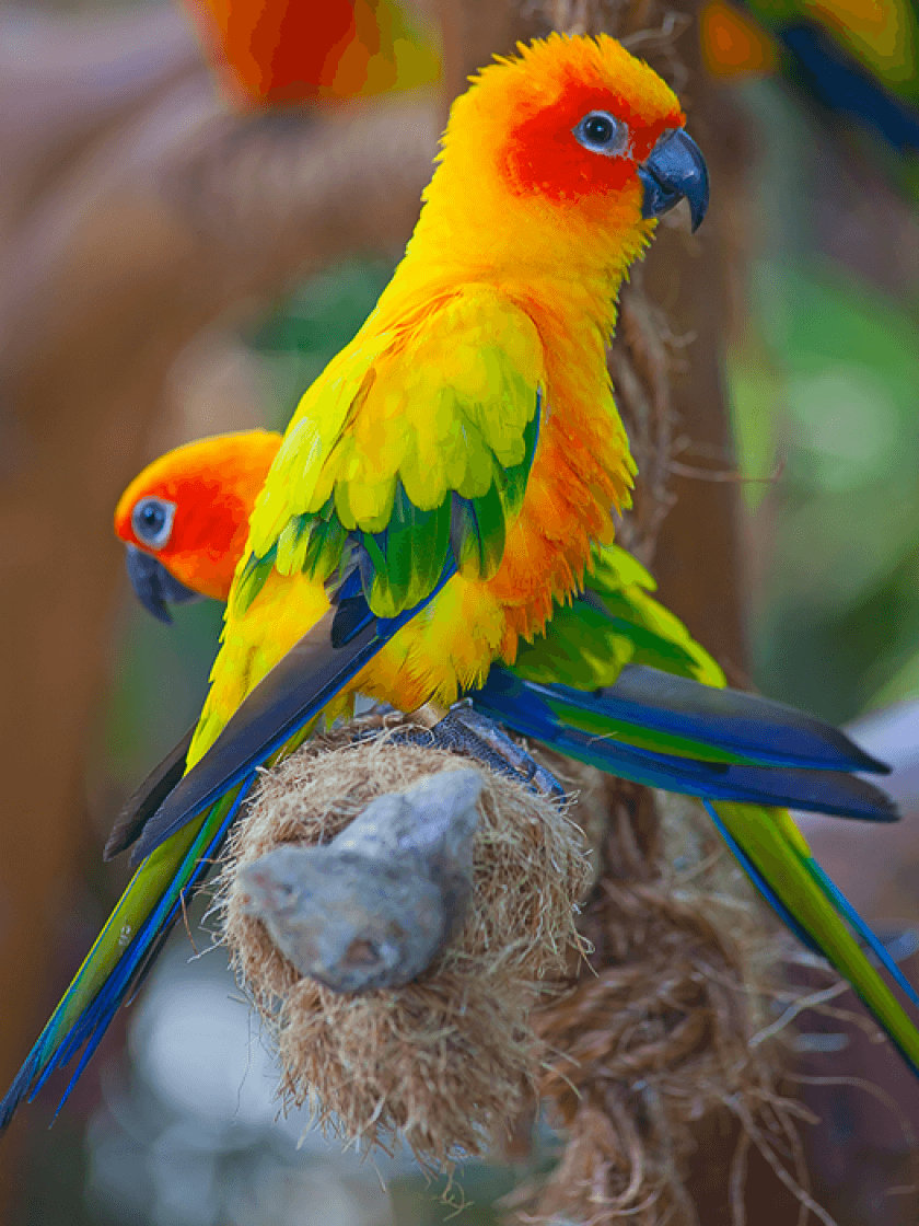 Conure du soleil